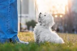 Puppy Pro Package - 8 Sessions