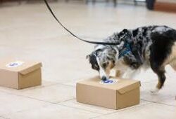 Canine Fun Scent Games (Level 1) - 6 weeks