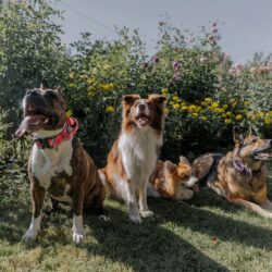 Dog Training